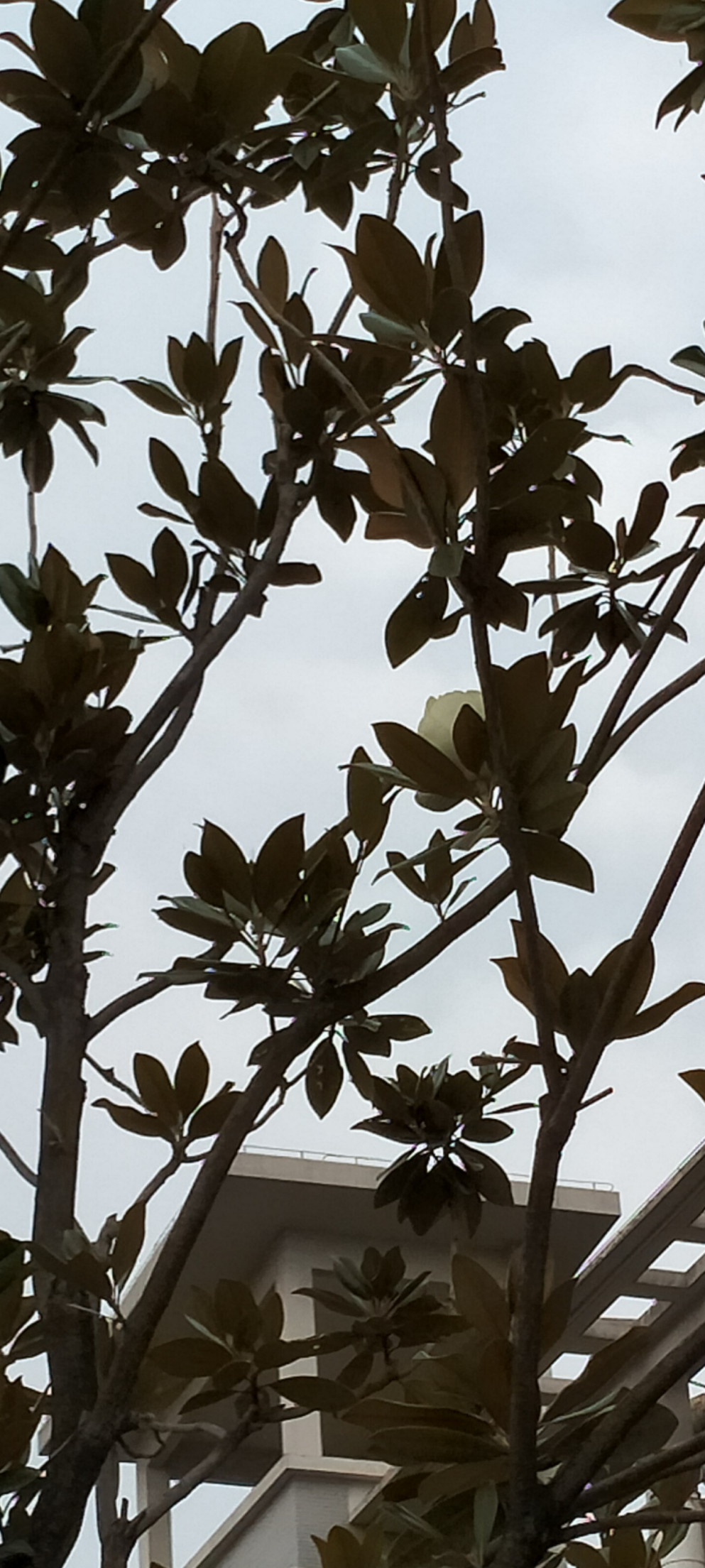 马路边经常看到,原来它有一个很好听的名字,荷花玉兰