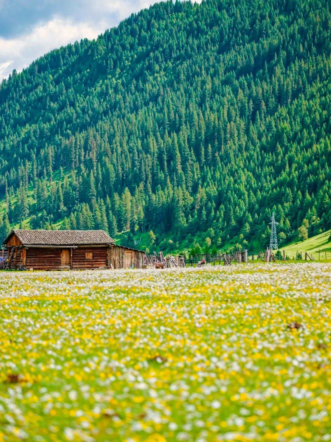 旅游四川·甘孜 | 花季正当时 在玉科找到人生的25号底片