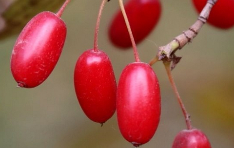 农村一种野果似红枣,老农称它为"药枣",是穷人的便宜"补药"