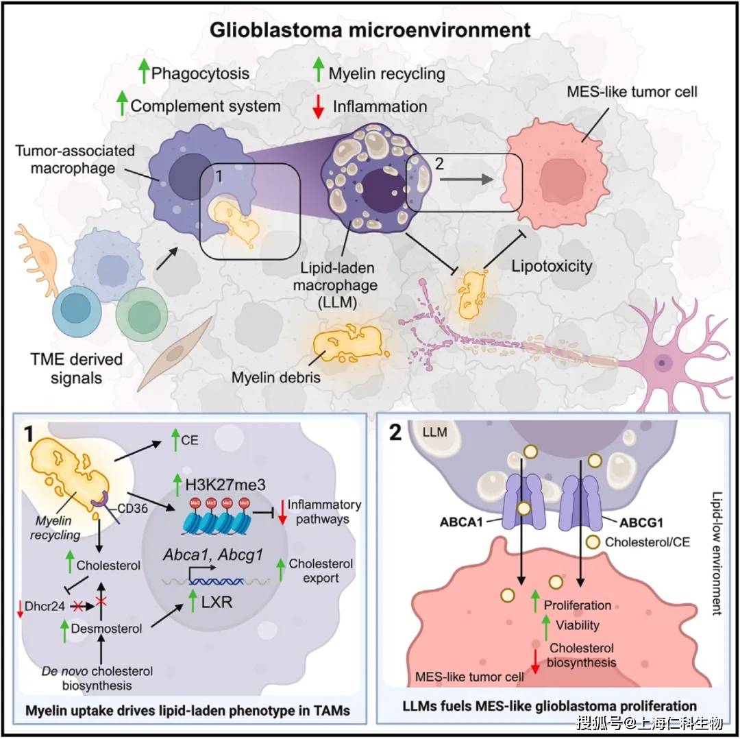 《细胞》 科学家首次发现巨噬细胞吞噬神经髓鞘并生产脂质癌细胞提供