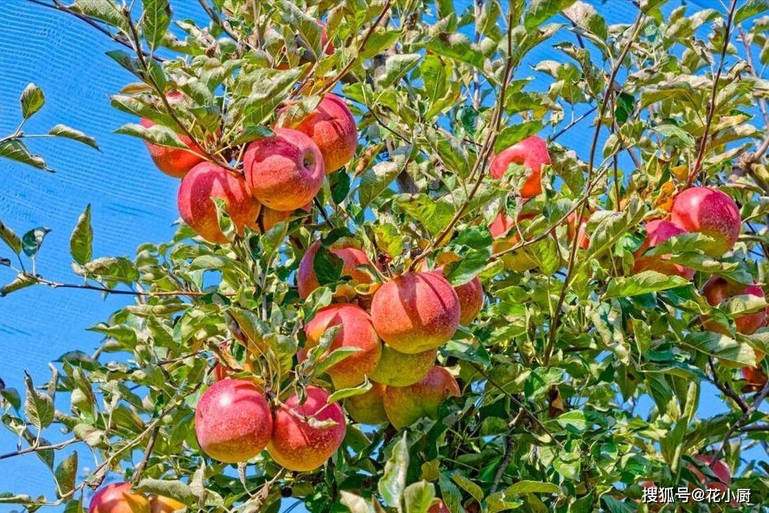 苹果一年四季都有,但秋天才是苹果成熟的季节,这个时候的苹果味浓