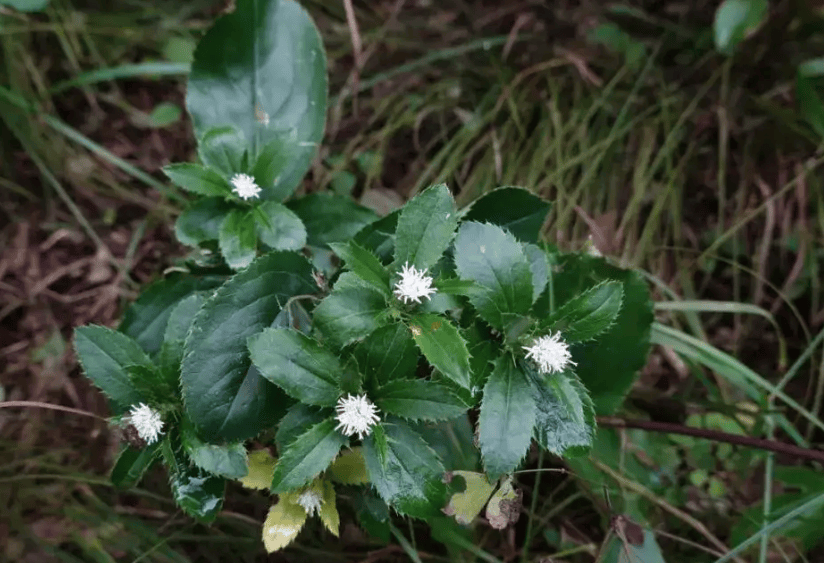 湖北科农优品农业发展有限公司苍术种植的管理要点