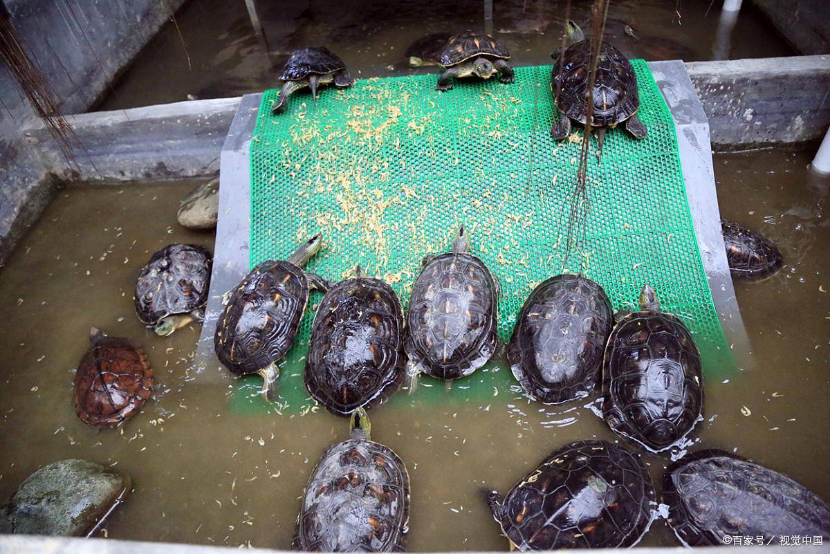 养龟是"穷三代"还是"富三代"?