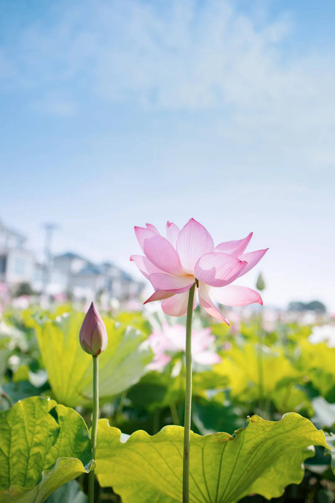 太仓夏日限定美好,等你细细探寻.愿你度过一个五彩斑斓的夏天