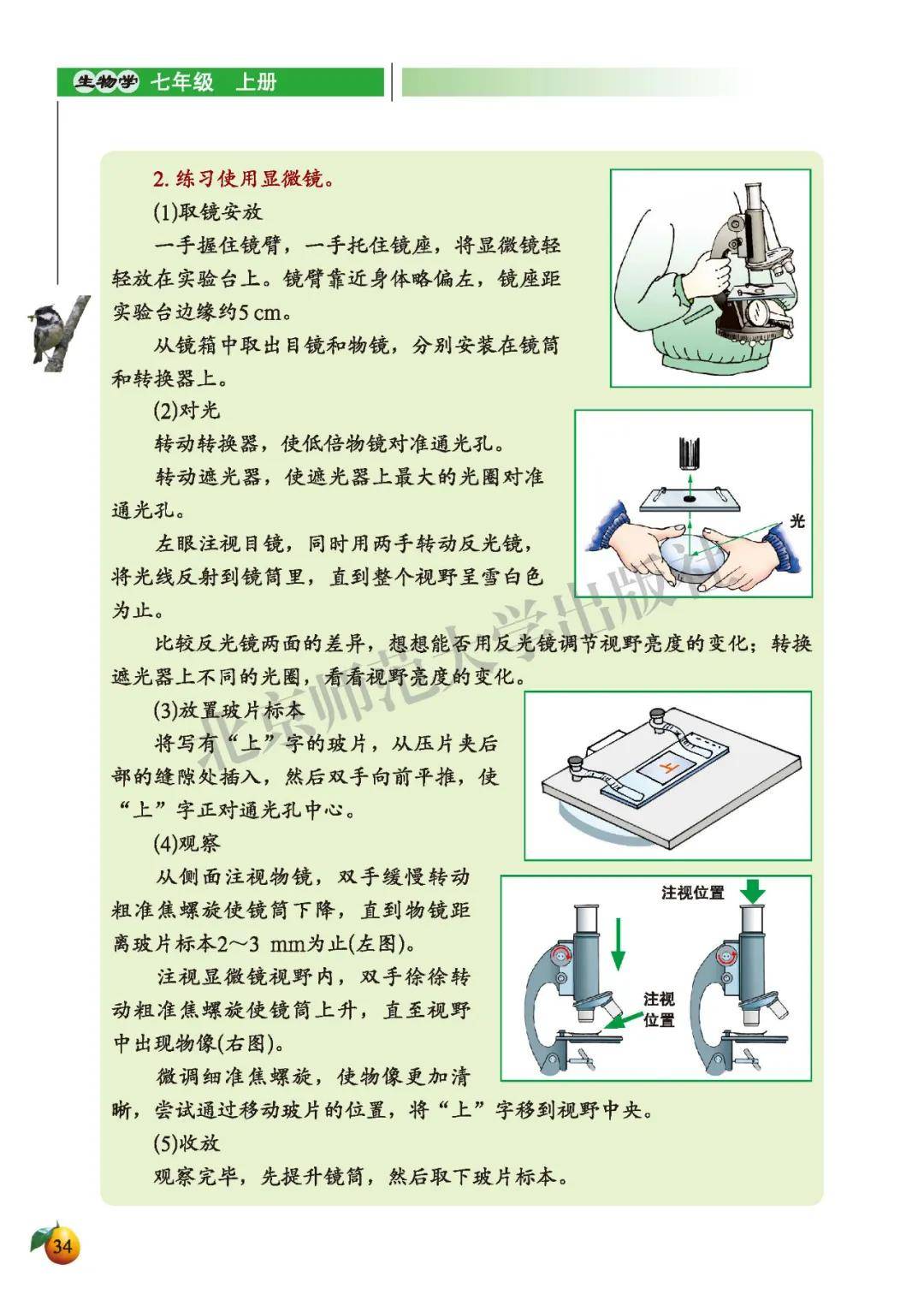 双目显微镜的使用方法图片