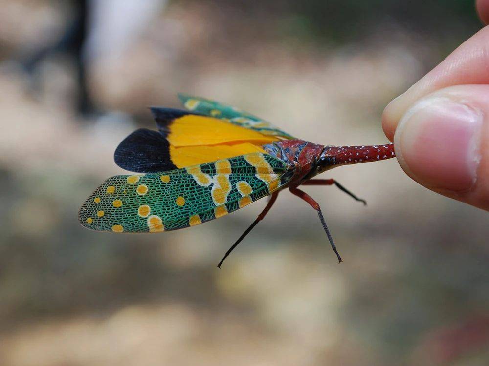要说这些可食用的昆虫当中哪种最贵,我个人认为可能就是"龙眼鸡"了