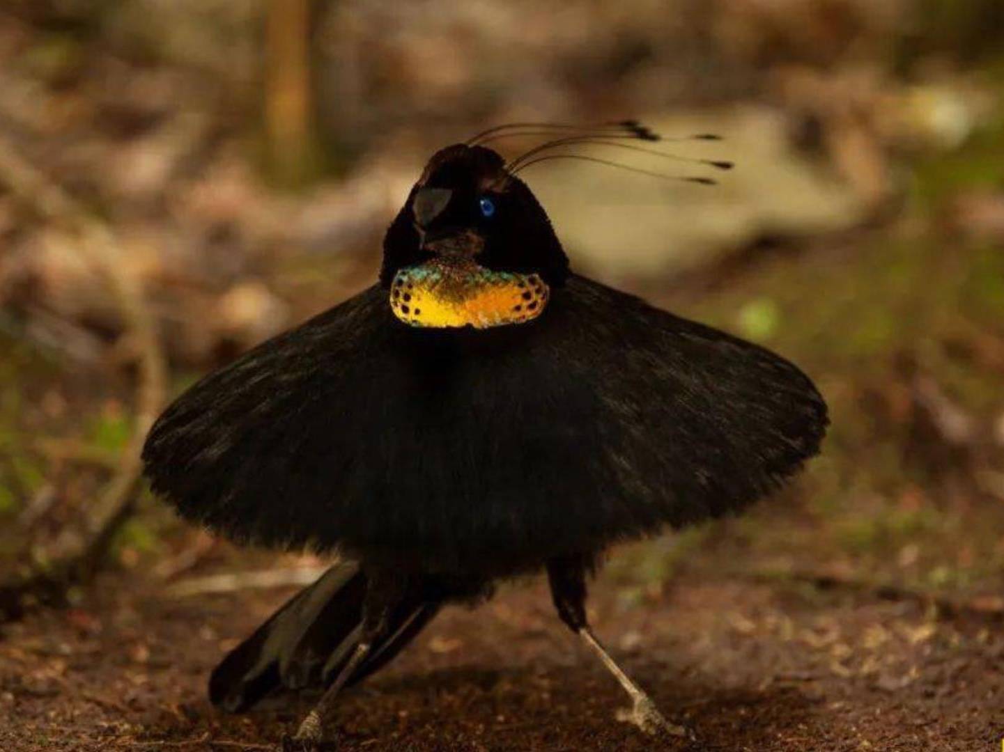 极乐鸟为了求偶,施展各种伸手