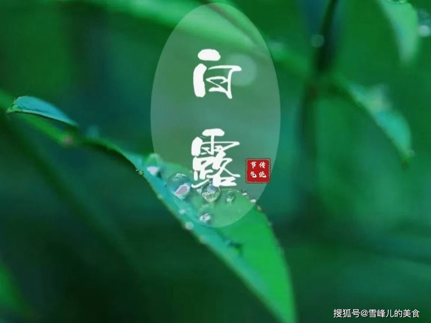 白露节气代表性植物图片