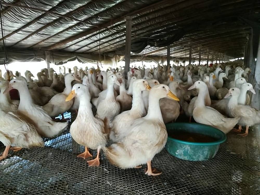 鸭子得了鸭瘟吃什么药?鸭瘟的最快治疗方法,养殖户要牢记