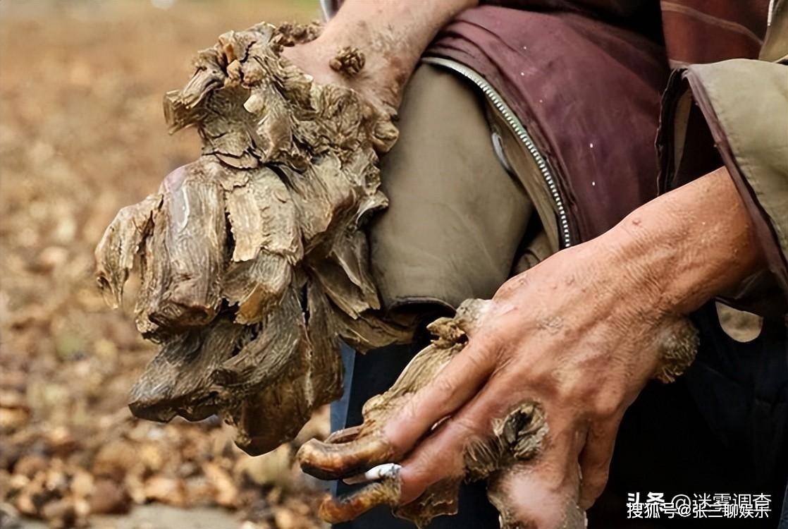刘忠_树枝_老伴