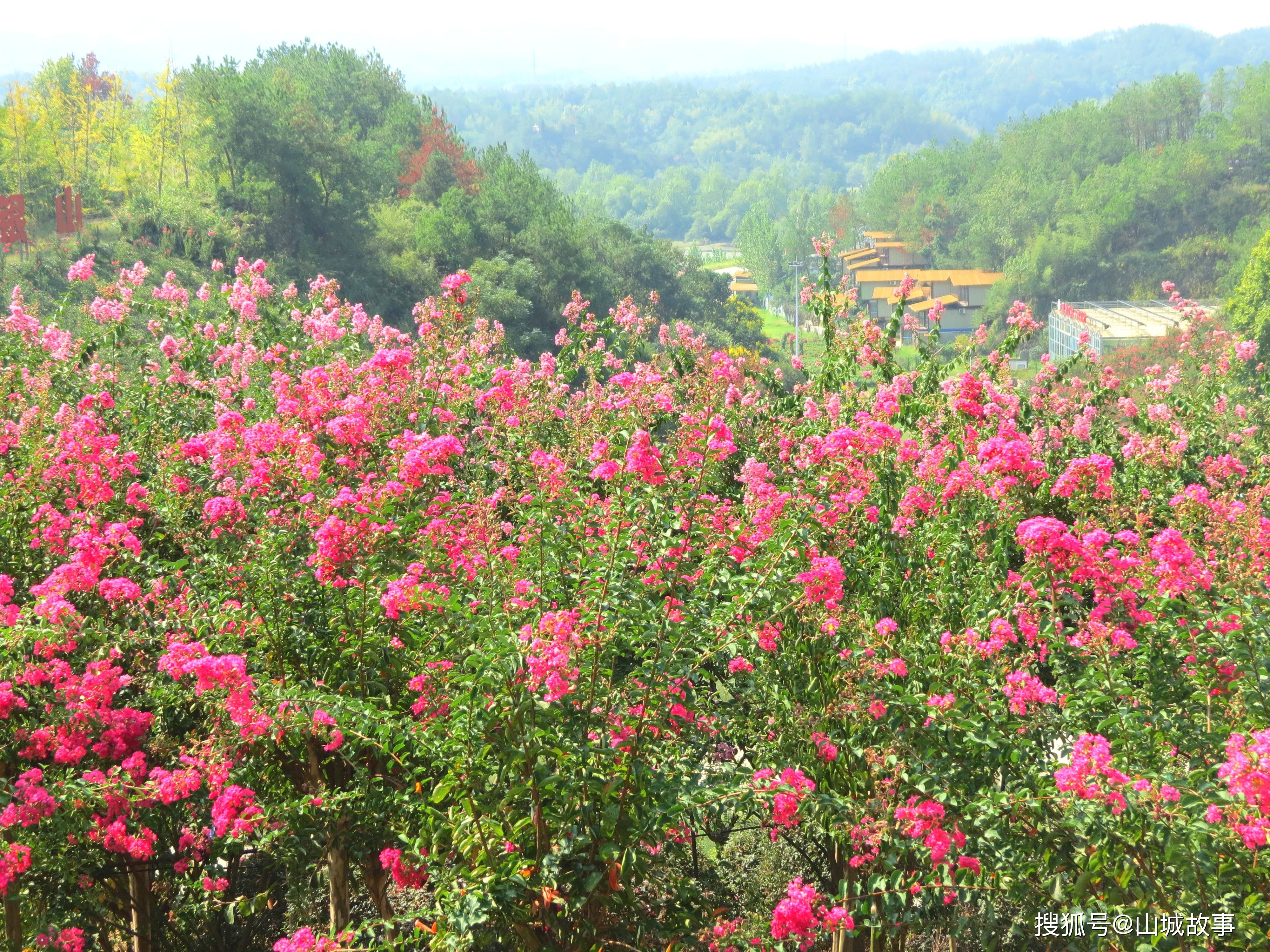 英山四季花海:紫薇花开迎客来