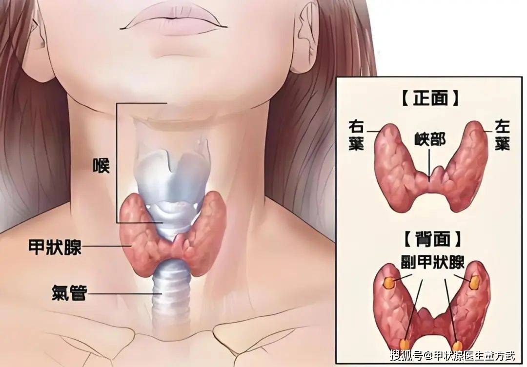 女性甲状腺位置图片