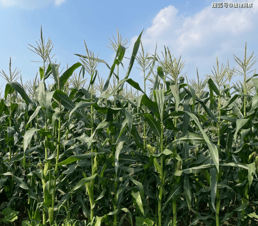 长在玉米上的毒瘤,俗称乌米,儿时摘来当零食吃,如今成稀罕货,80元1斤!