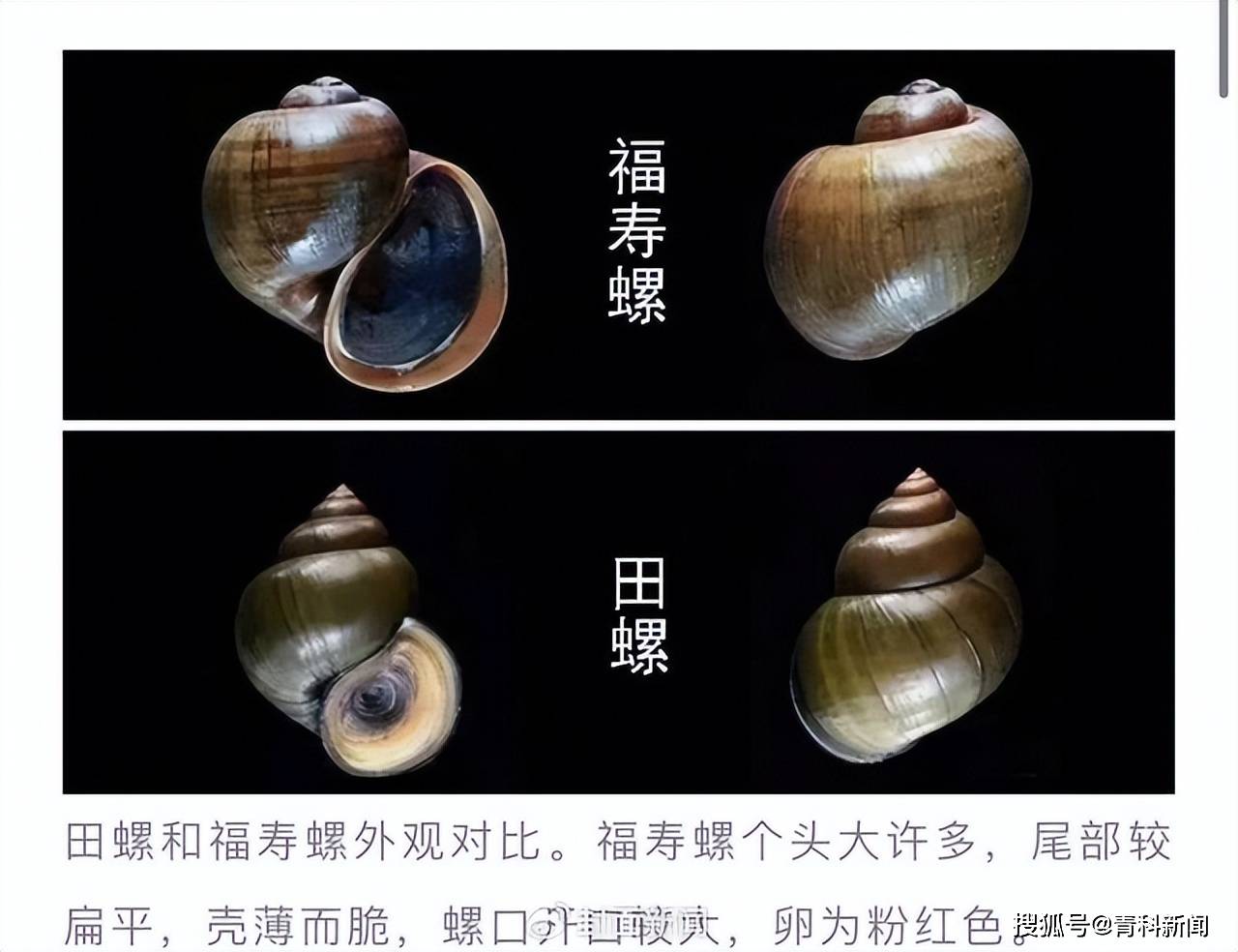 市监局回应"四川广安一饭店将福寿螺当田螺卖":已立案调查