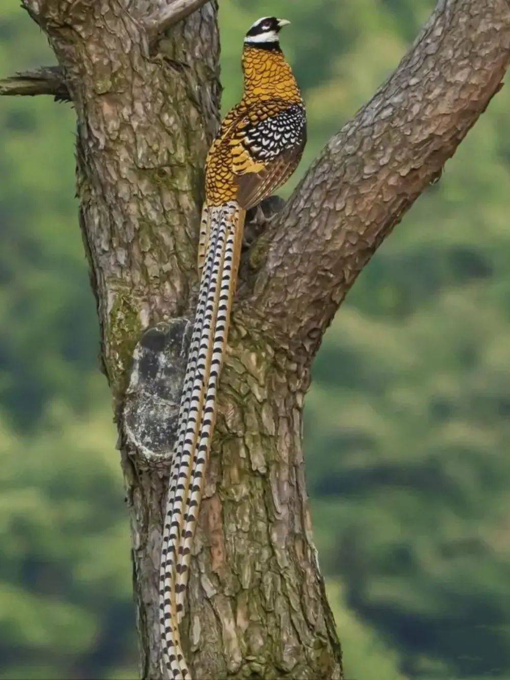 湖南崀山3只长尾"凤凰",一起追求一只雌鸟,但雌鸟不理不睬