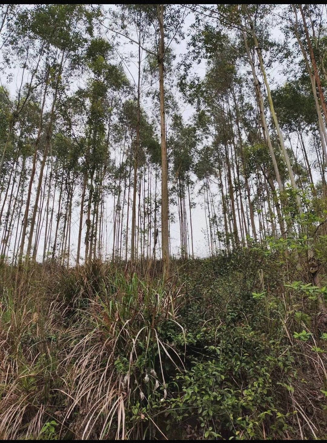 采伐桉树,需要办理《砍伐证》吗?申请的时候需要什么材料?