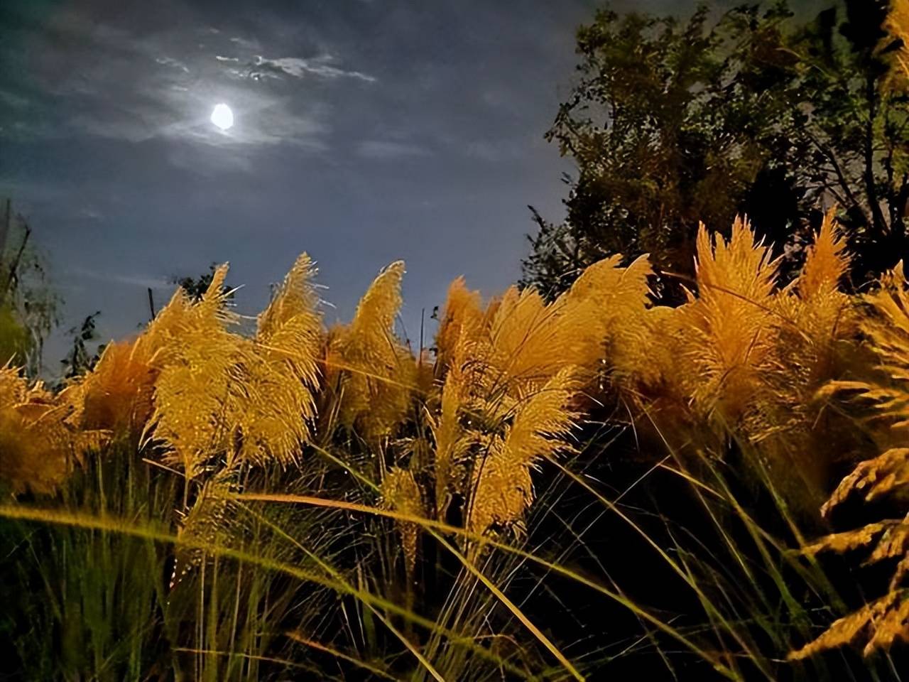 十首最美的秋夜诗词,风有声,月无言,此时的你在思念谁?