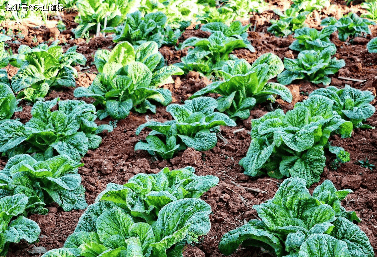 牛皮菜种植时间与方法