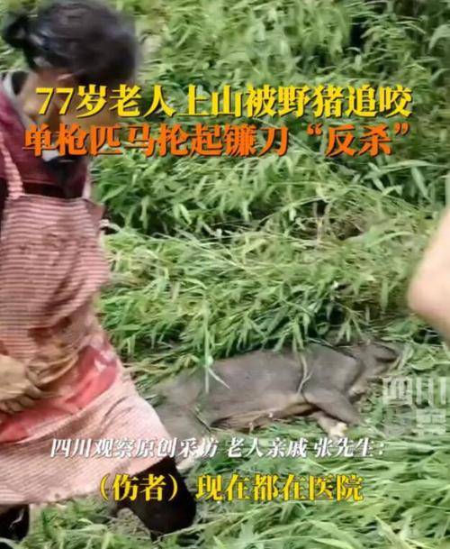 77岁老太被野猪咬伤后将其反杀 网友：佩服老人的英勇！-野猪咬死人新闻