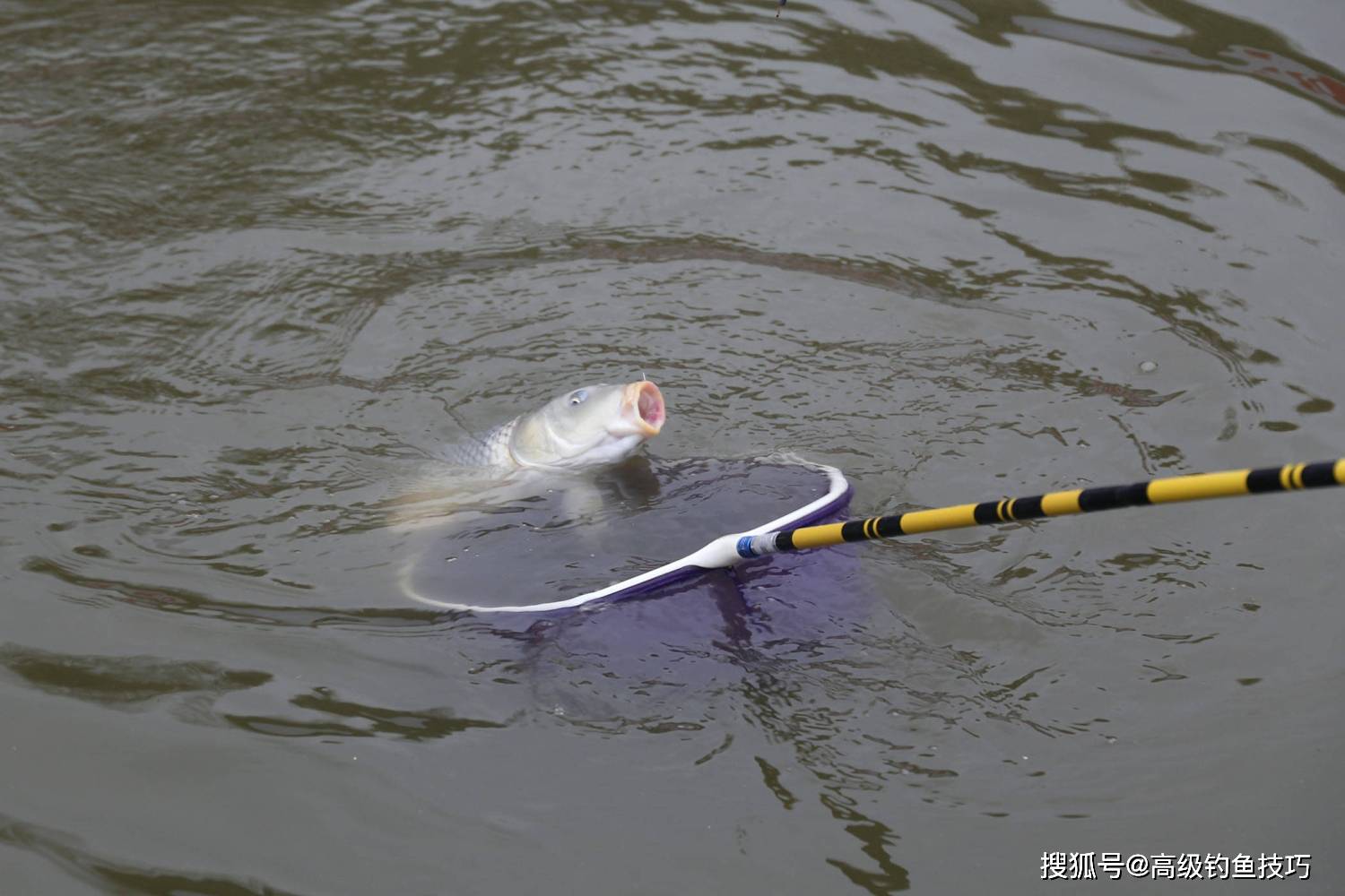 深秋时钓黑坑鲤鱼,建议在鱼饵中添加适量的飞鲤王,鱼多巴和鱼阿法