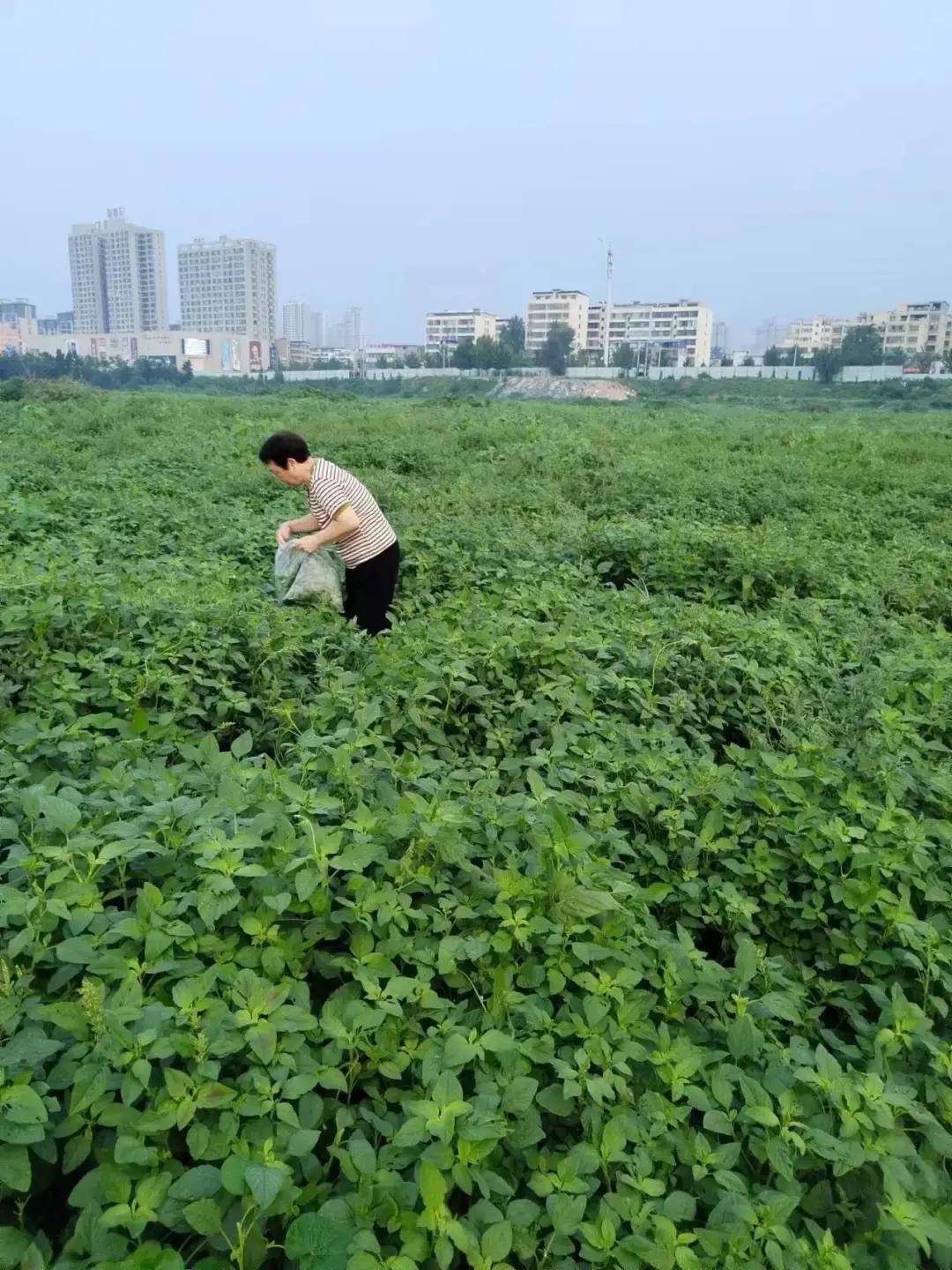 人性菜的功效与作用图片