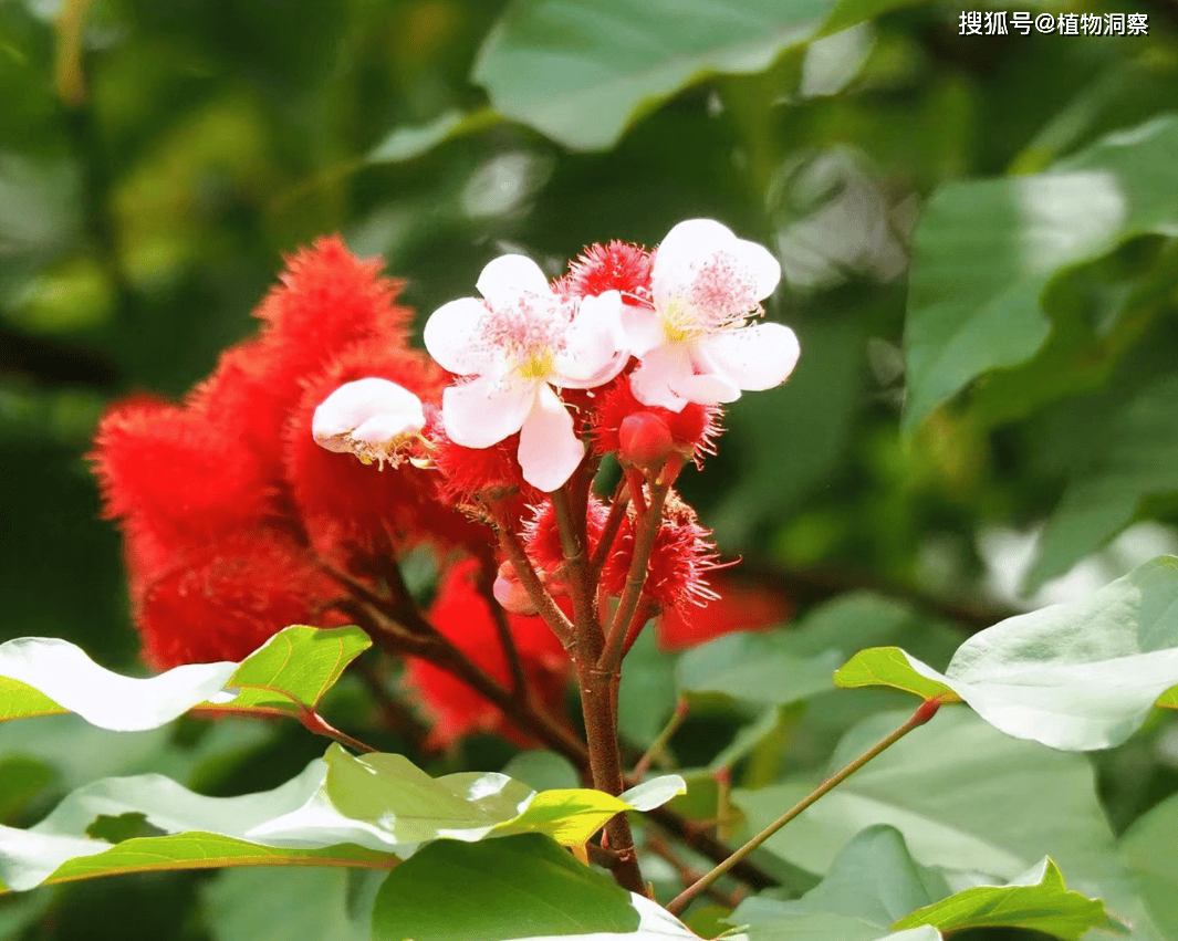 红木,一种天然的胭脂植物,是最早胭脂口红原材料!