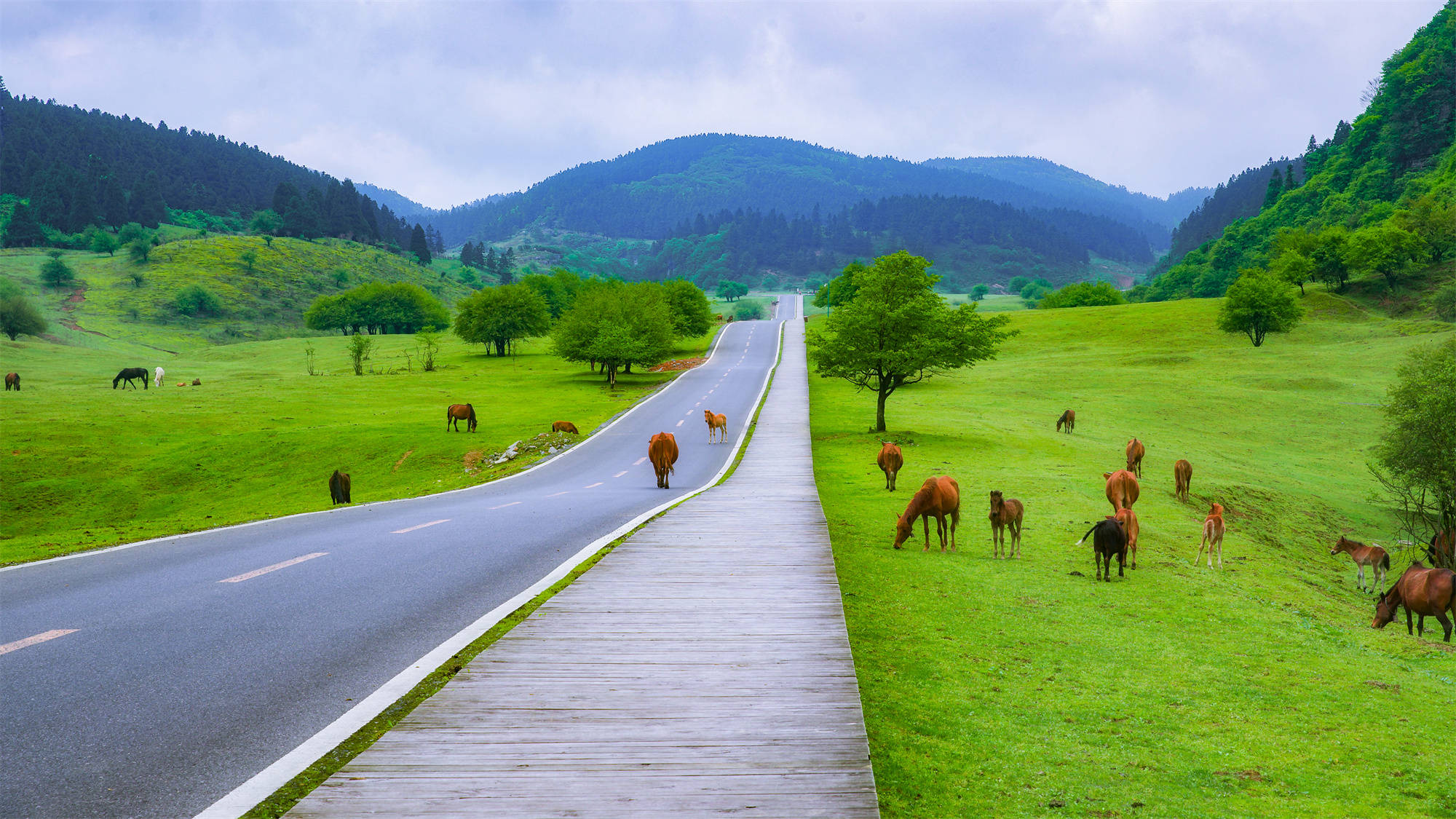 《熊猫计划》取景仙女山,影视级的视觉盛宴也可具象化