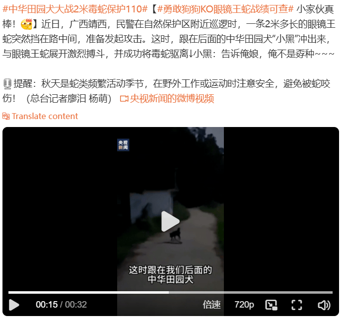 中华田园犬大战2米毒蛇保护110, 网友们赞声一片啊-中华田园犬凶不凶猛