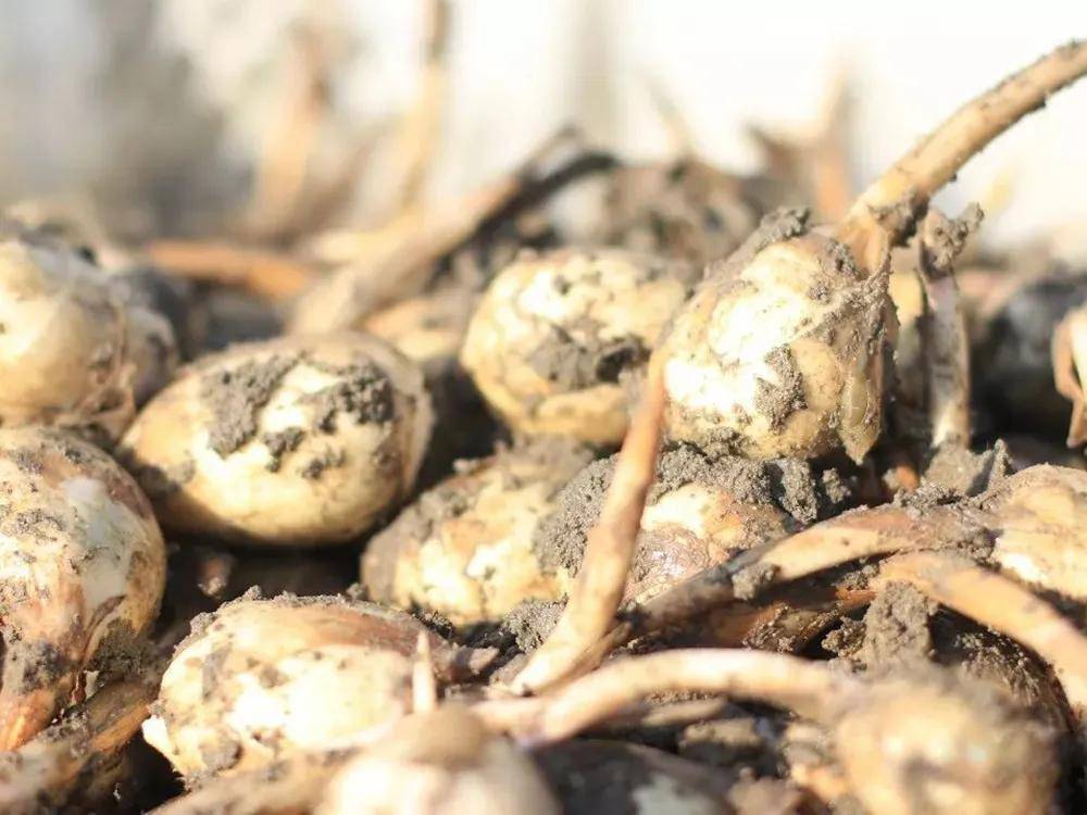 污泥中挖出来的果实,曾是穷苦人的救命粮,如今成江南特产,4元/斤_茨菇