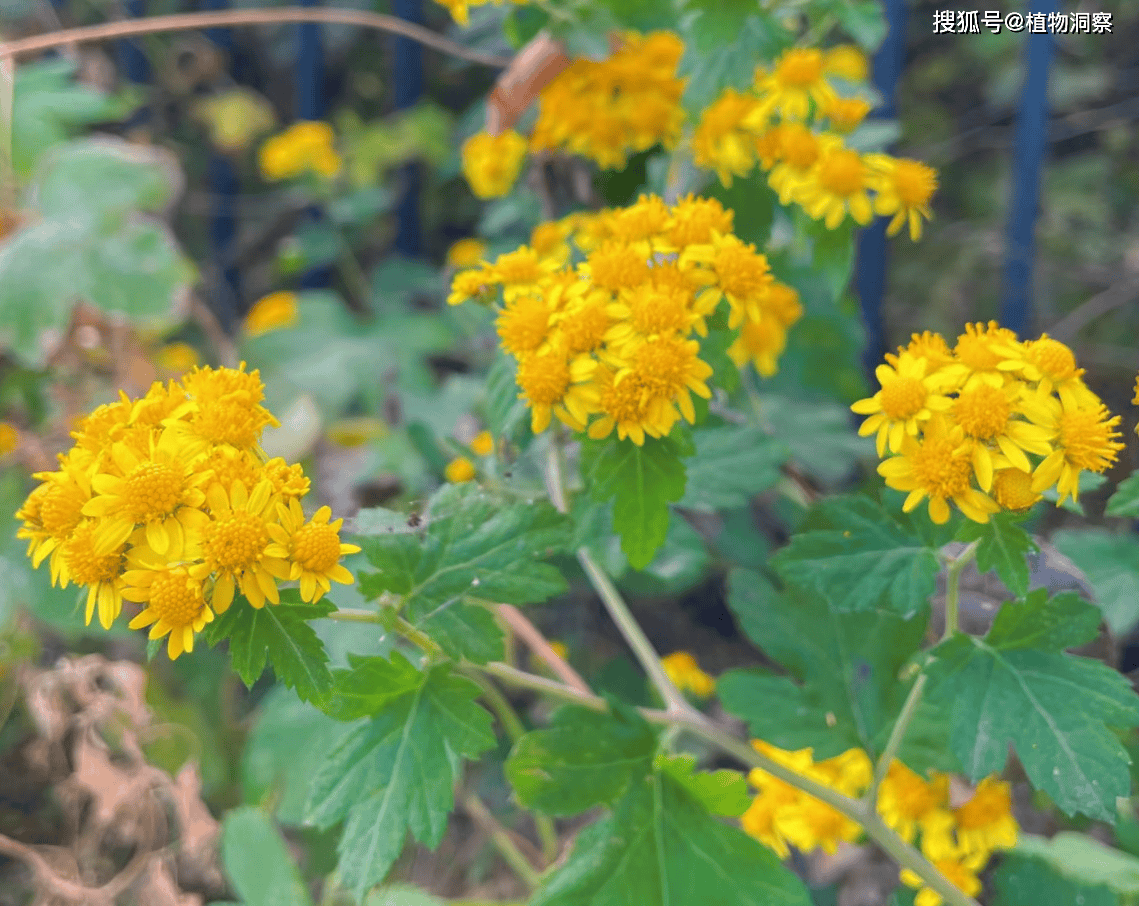 菊花,原产于中国,被日本视为国花!