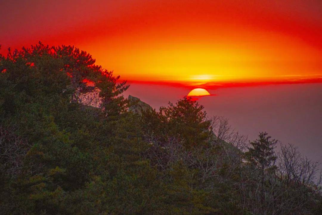 华春莹点赞,火爆全网的泰山"机器狗",到底啥来头?