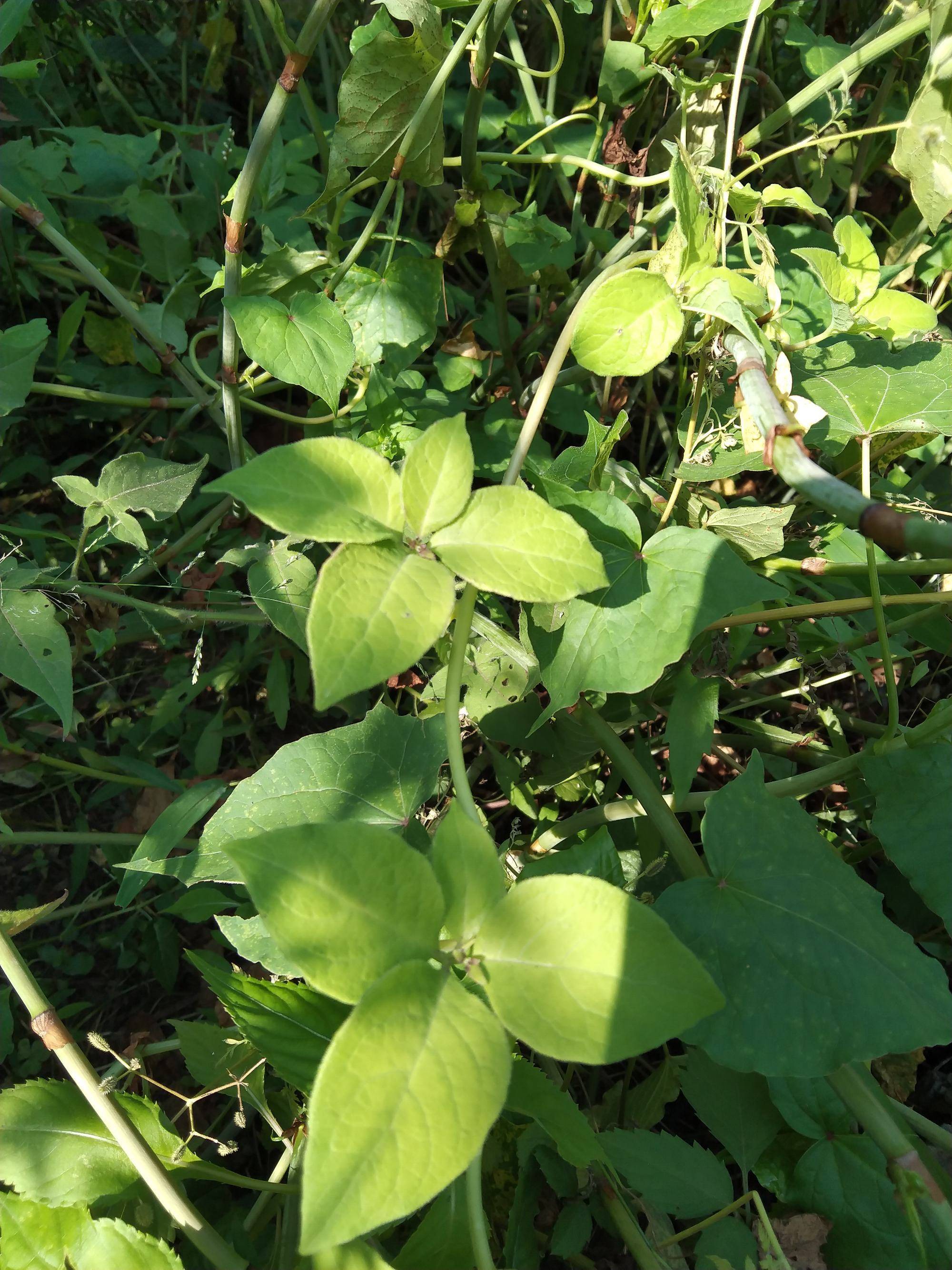 四叶参植物图片图片