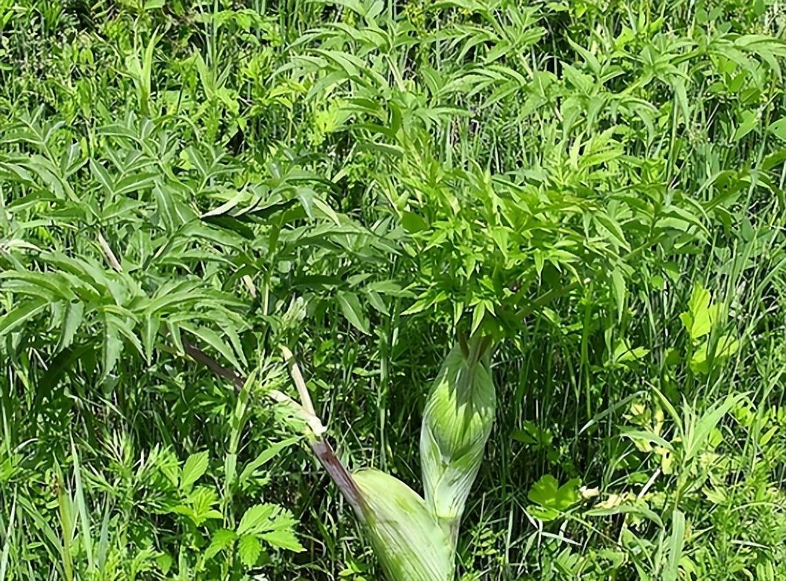 手把手教你认清中草药植物500种