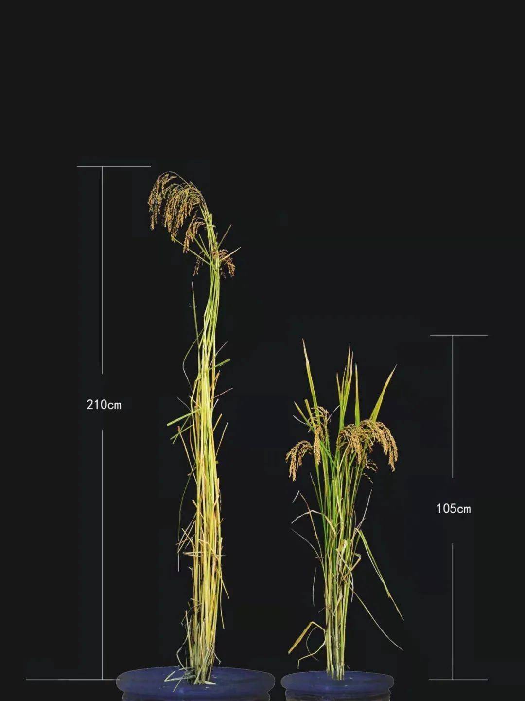 中国海水稻种植面积图片