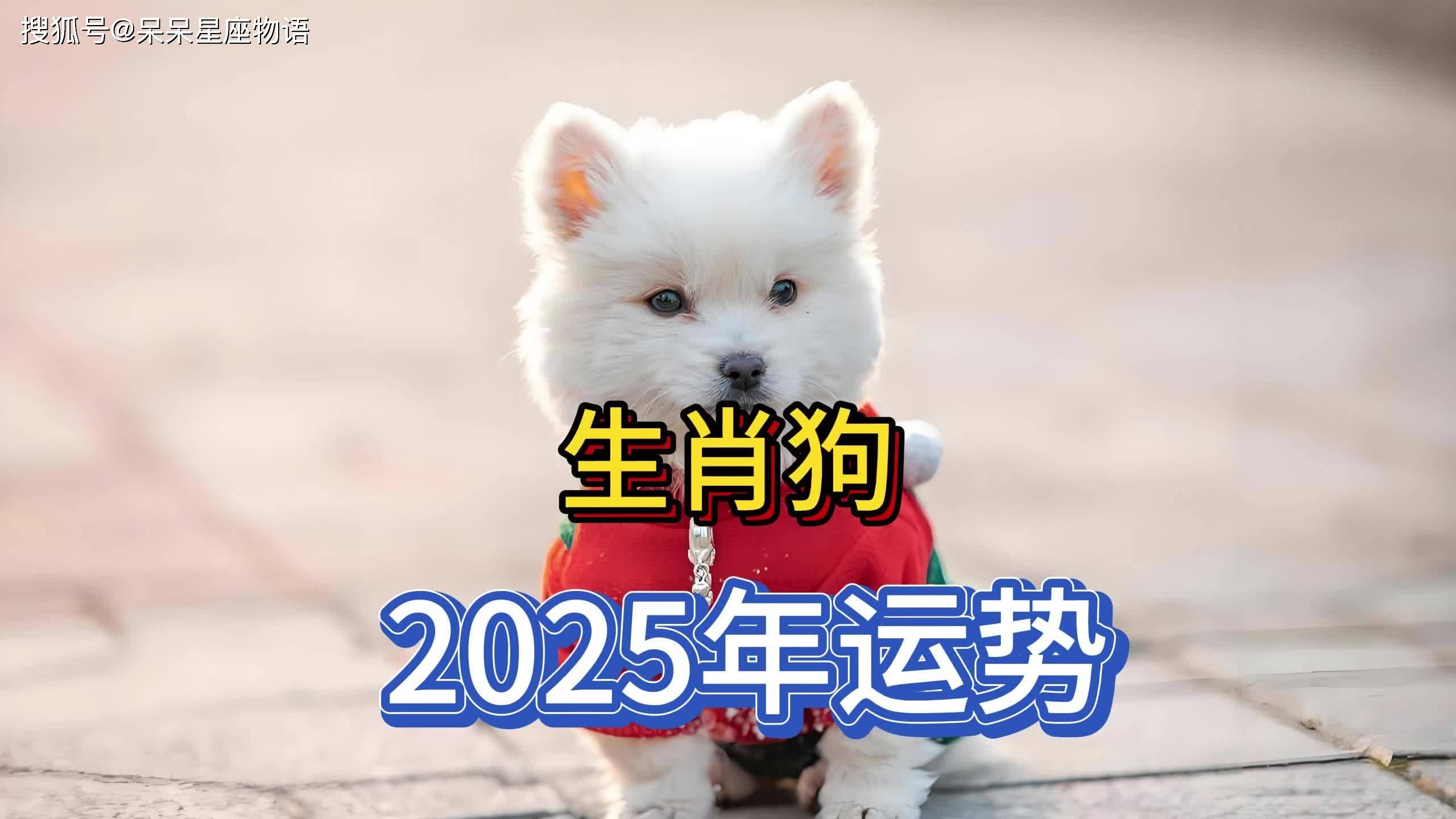 生肖属狗今运势如何(属狗人的今日运势水墨先生)