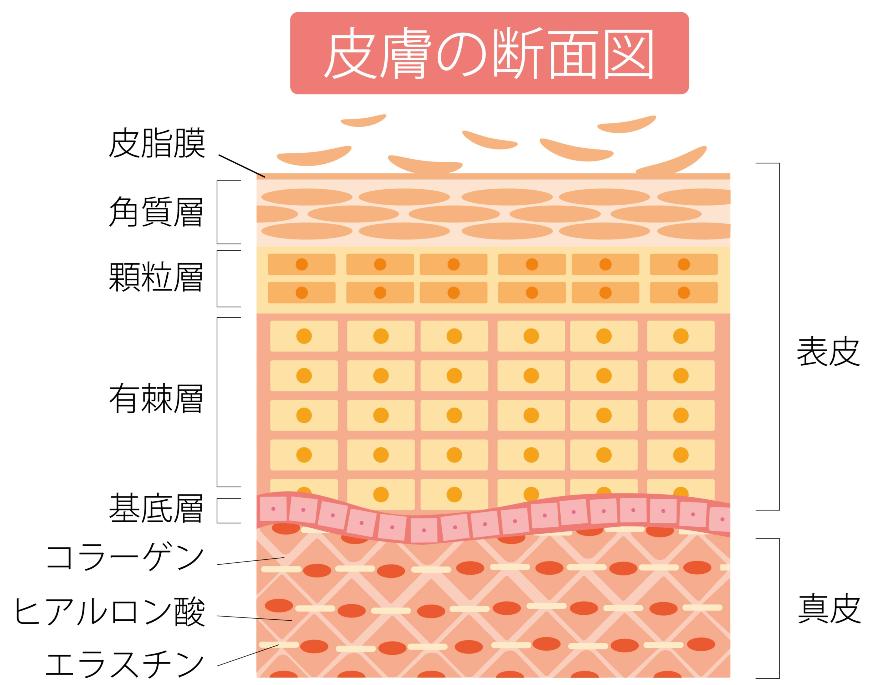 皮肤_功能_保护