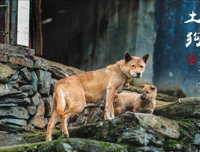 中国10大名犬图片