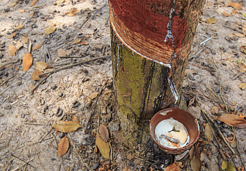 中国橡胶:互联网时代下的新发展