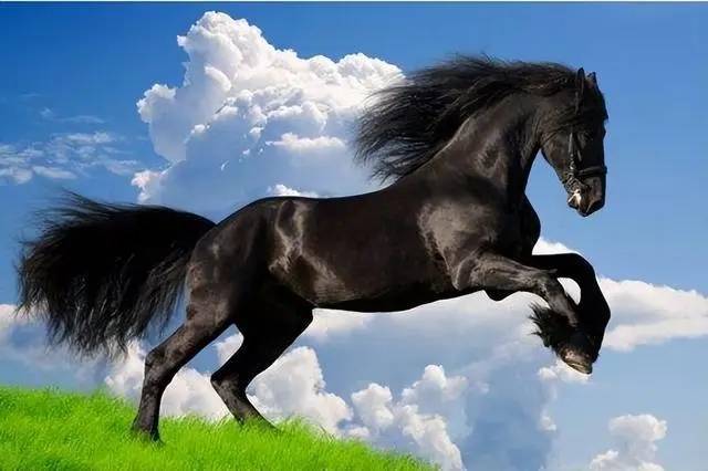 下周运势最好的生肖马(下周运势最好的生肖马男)