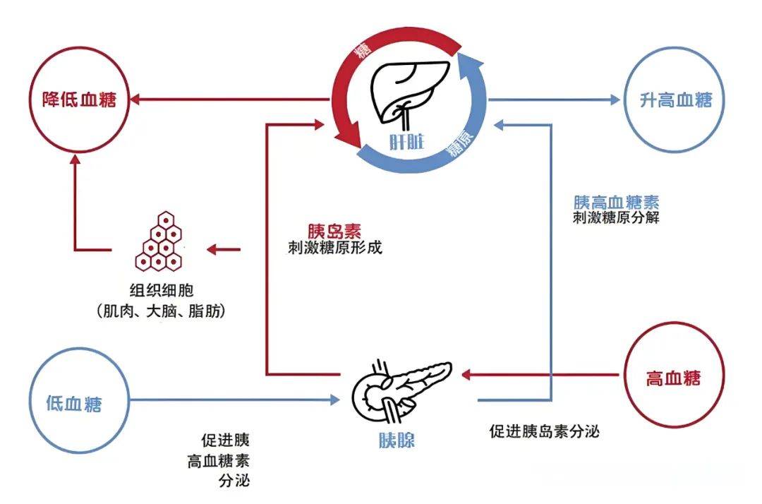 胰岛素的分泌过程图图片