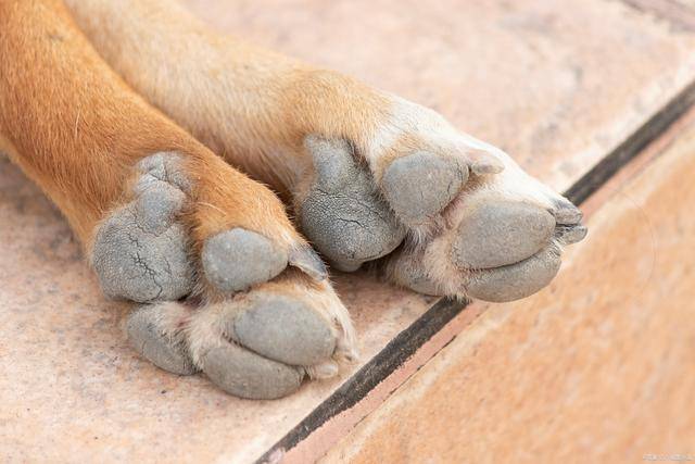 散爪和正常犬的照片图片