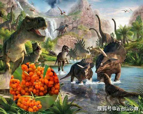 恐龙时代存活至今的植物 — 沙棘