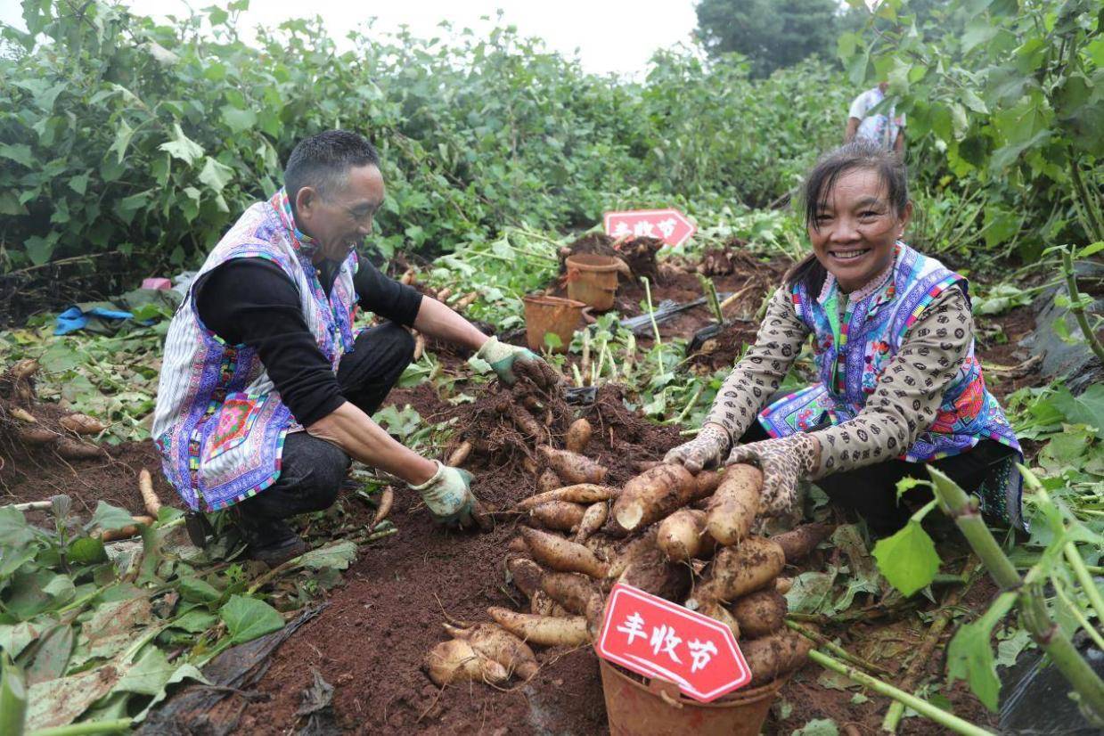 拼多多Q3营收993.5亿元，陈磊：继续重仓“新质供给”“电商西进”生态建设