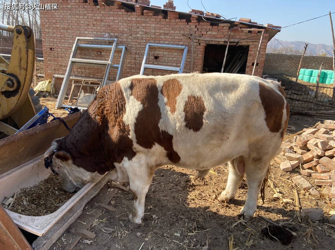 种公牛最大能长多大