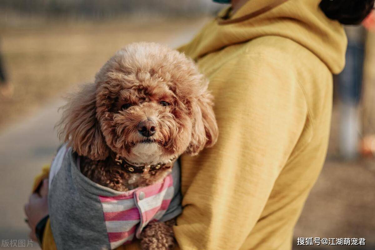 泰迪是如何辨认主人的？原来有这几个方法！_识别_嗅觉_视觉