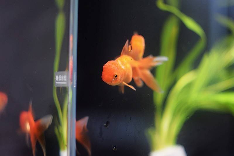 当贝智能鱼缸 1 Ultra 现代科技与自然生态的完美融合