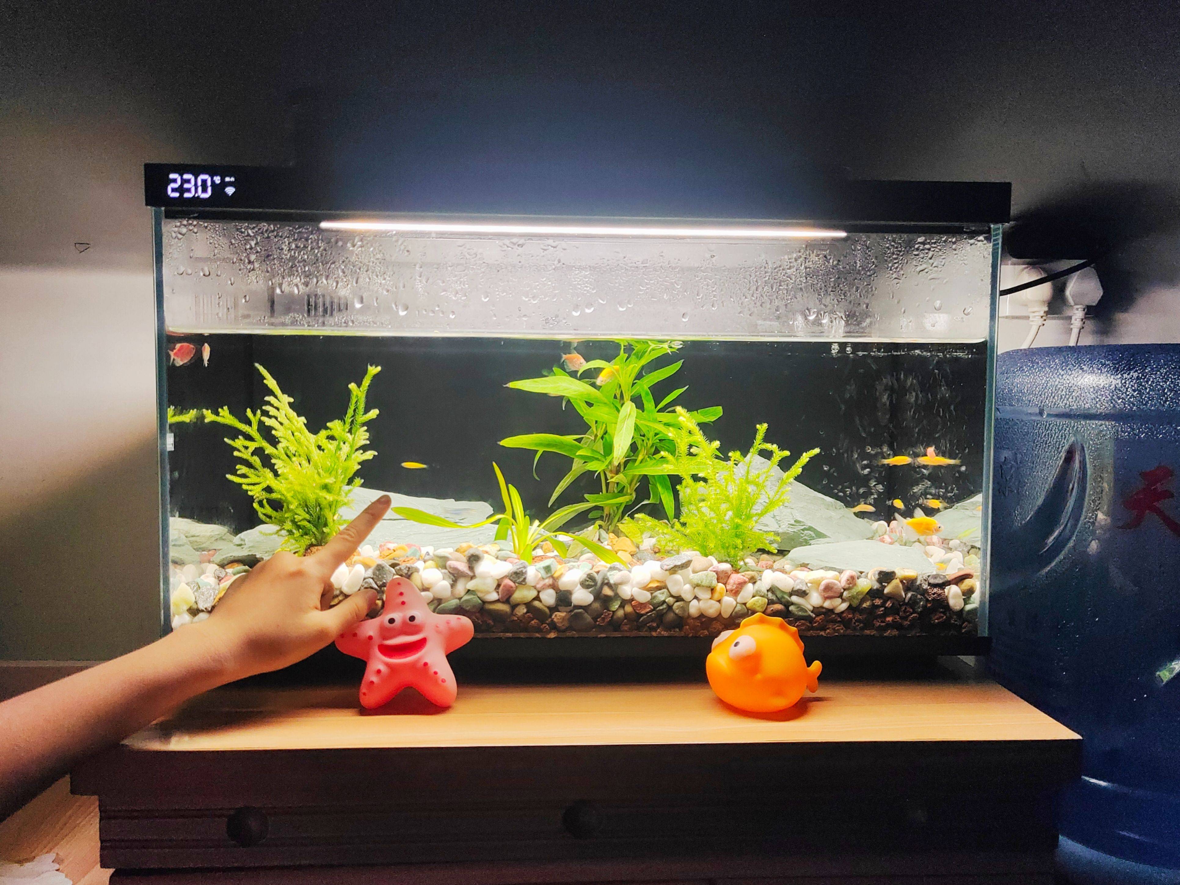 当贝智能鱼缸教你正确养鱼,一键搞定水流和投喂,养鱼如“摸鱼”一样轻松简单