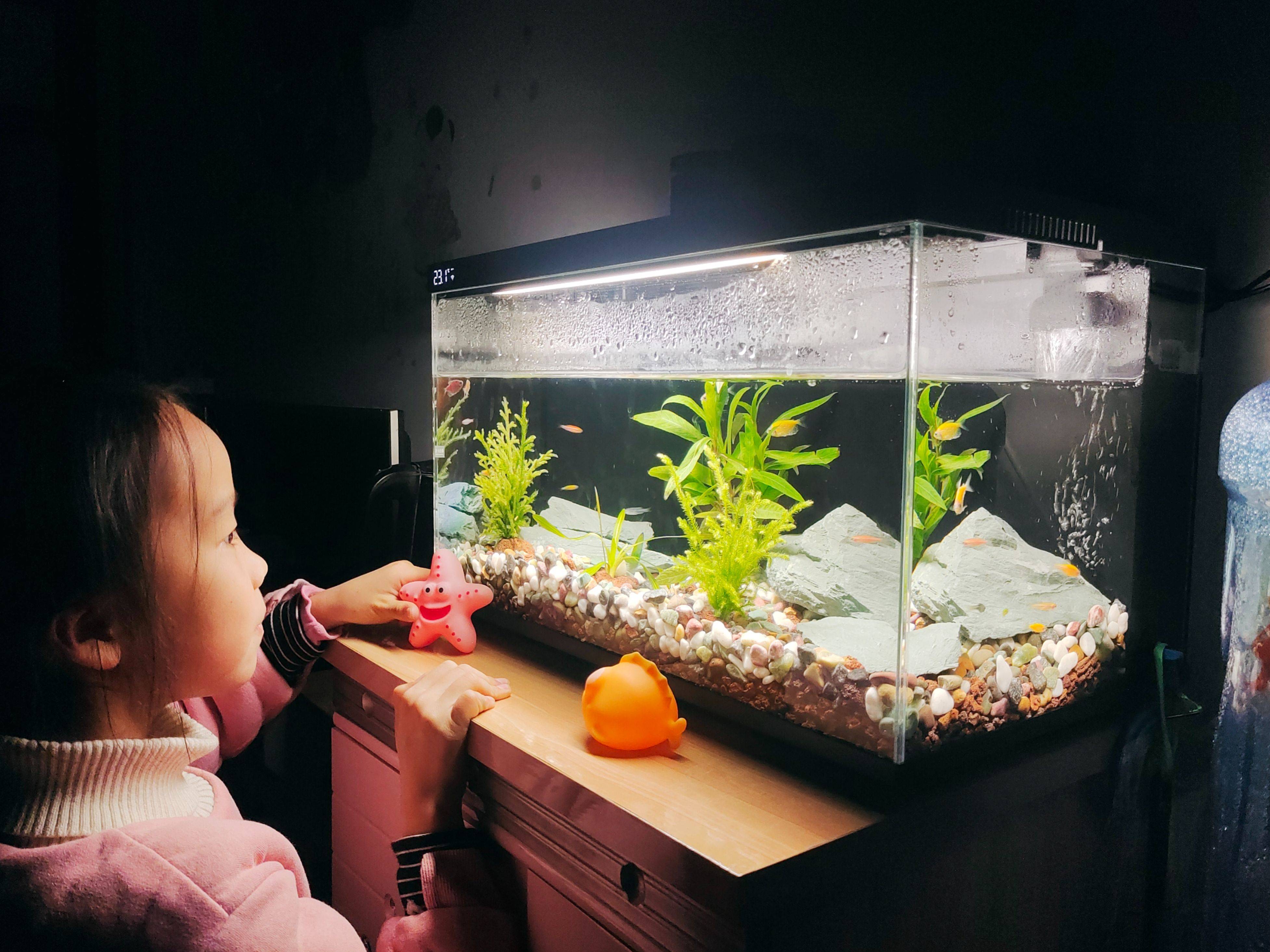 当贝智能鱼缸教你正确养鱼,一键搞定水流和投喂,养鱼如“摸鱼”一样轻松简单