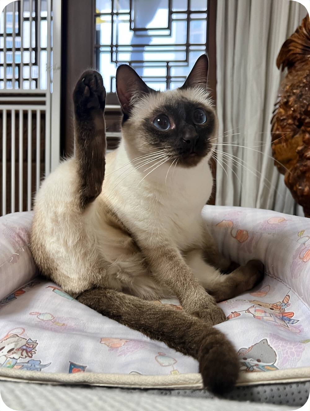 暹罗猫为何总是黑着脸,原来是这样!