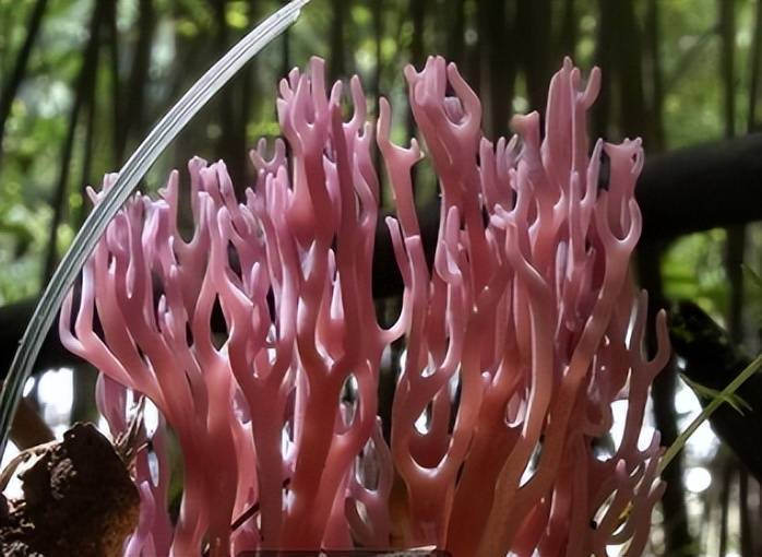 在民间,它还有其它的名字,就比如老鼠脚,扫帚菌,刷把菌等等,这些都是